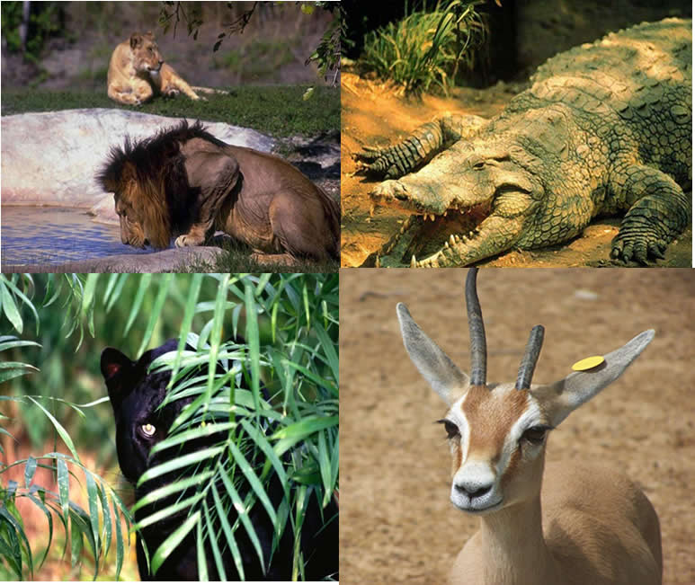 Hay miles y millones de kilómetros donde puedes encontrar vida, pero mas que nada donde puedes hallar la paz.